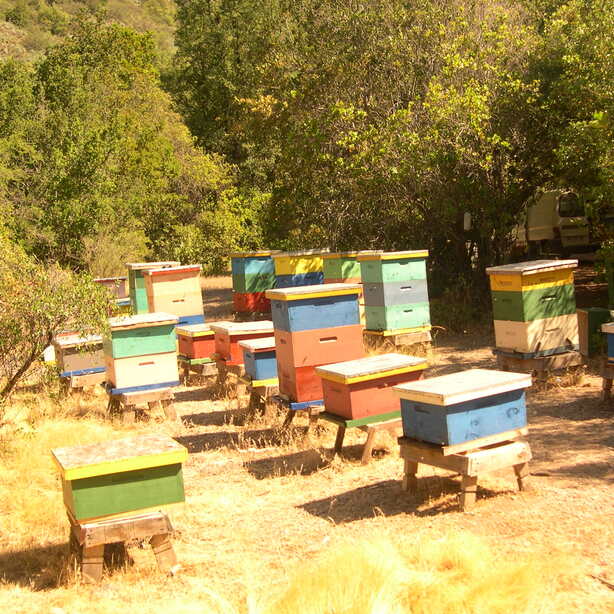           Colmenas en los cerros de Champa- Paine