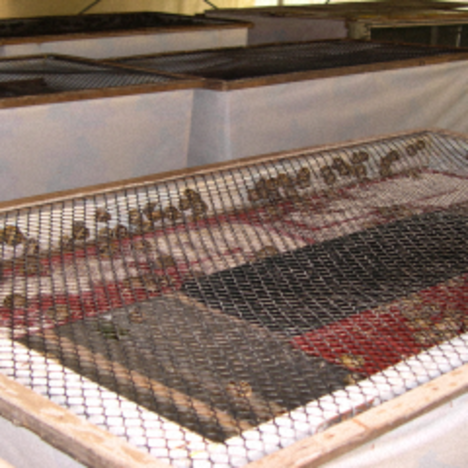                     Jaula crianza caracoles