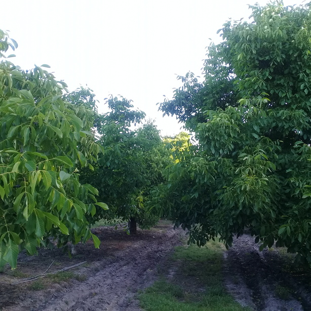 Vista del huerto de nogales